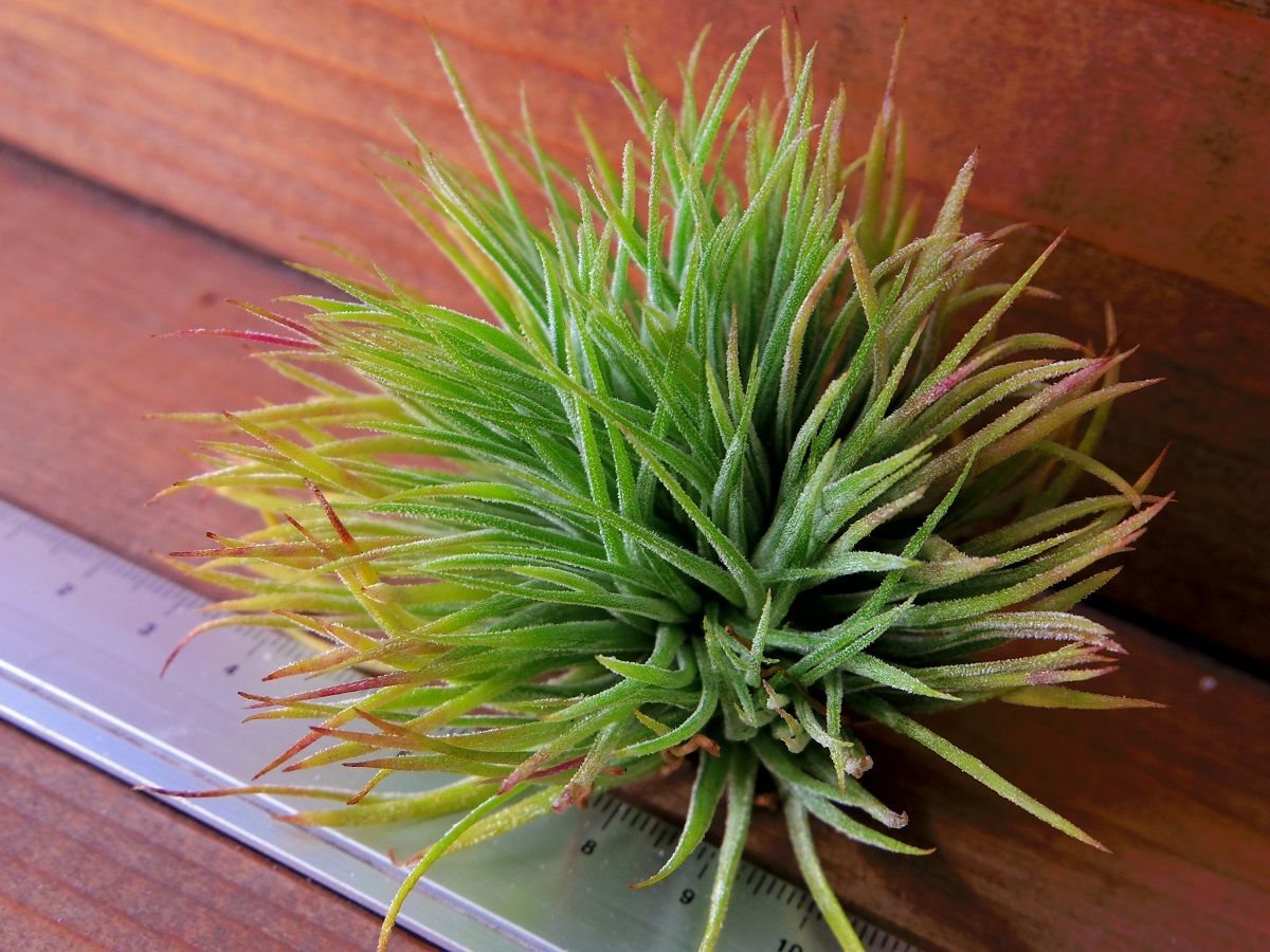 チランジア ／ イオナンタ モンストローズ (T.ionantha 'Monstrose')