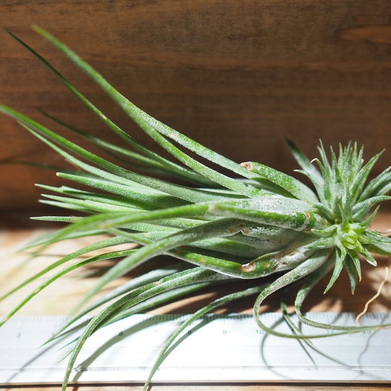 チランジア ／ イオナンタ トールベルベット (T.ionantha 'Tall Velvet