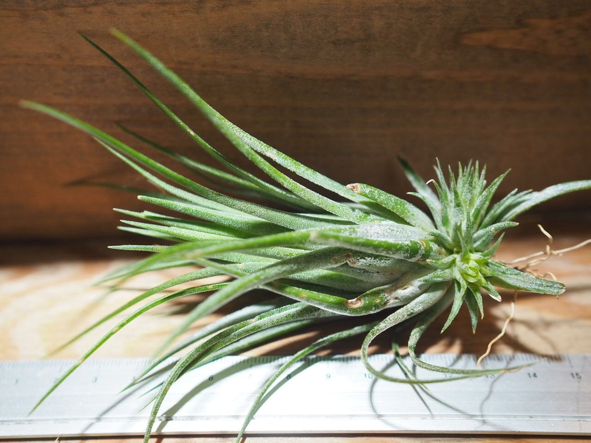 チランジアイオナンタトールベルベット石化