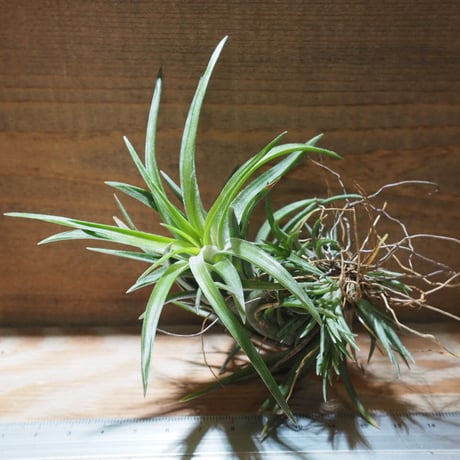 CATEGORY 学名・名称：N | 常葉植物園 Tokiwa Botanical-Garde