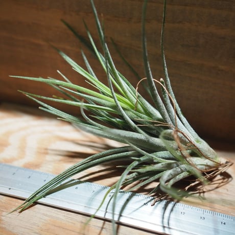 チランジア ／ イオナンタ × シーディアナ　(T.ionantha × T.schiedeana)　＊A01/May15