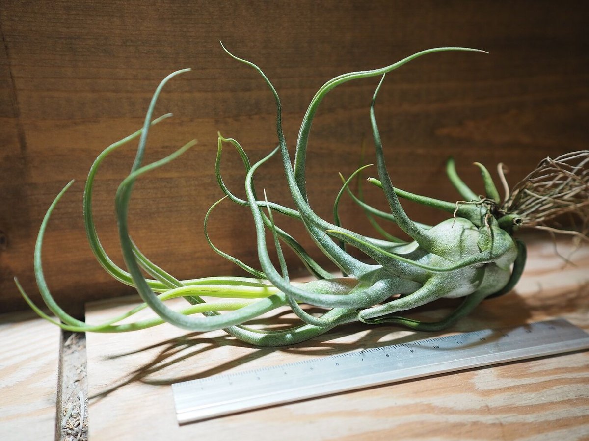 チランジア ／ チャールズワイリー (T.'Charles Wiley') ＊A01