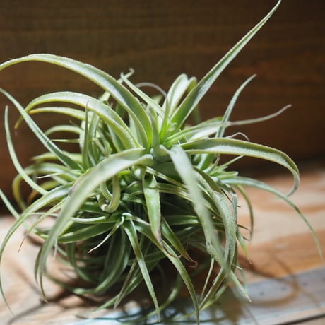 チランジア ／ カクティコラ × プルプレア CL　(T.cacticola × T.purpurea)　＊A01/Mar20