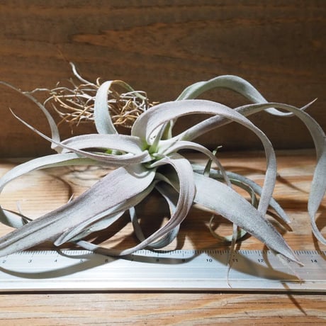 チランジア ／ チアペンシス ギガンテスコ　(T.chiapensis 'Gigantesco')　★CD01/Jan29