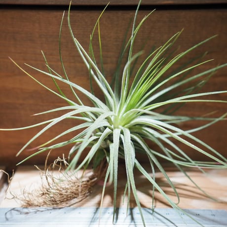 チランジア ／ イオナンタ ロシータ × マグヌシアナ　(T.ionantha ’Rosita’ × T.magnusiana)　＊A01/Feb23