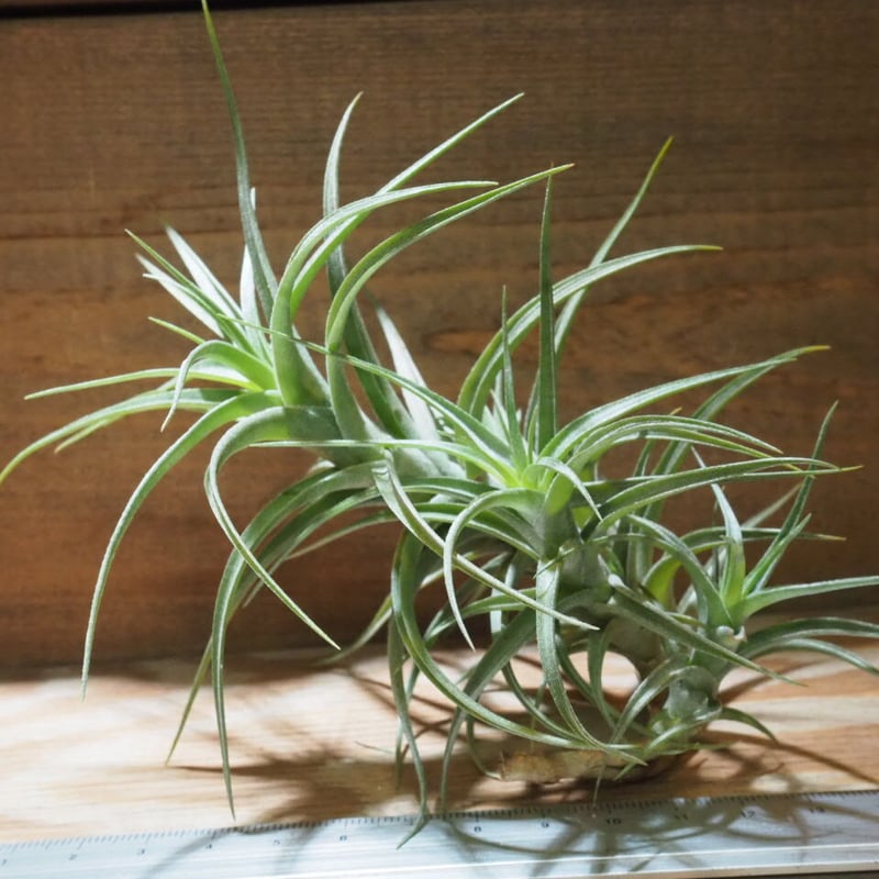 エアープランツ大型コルク仕立て ティランジアベルゲリーチランジア