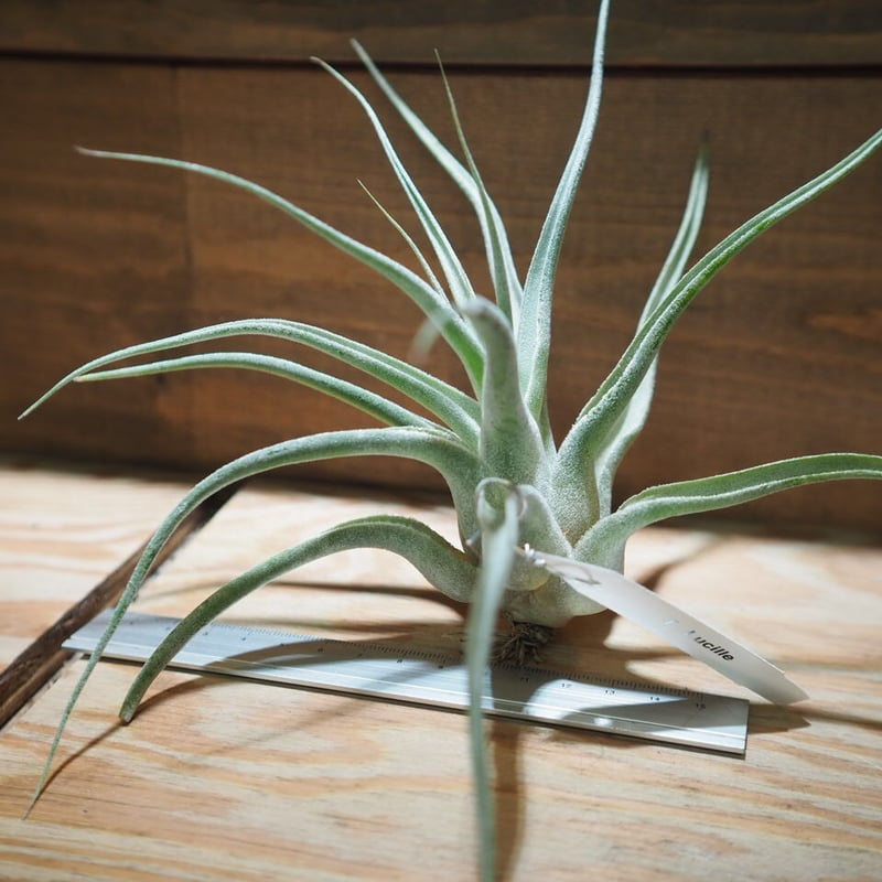 チランジア ルシール チランジア ルシール Tillandsia Lucille 親株が開花してから2年