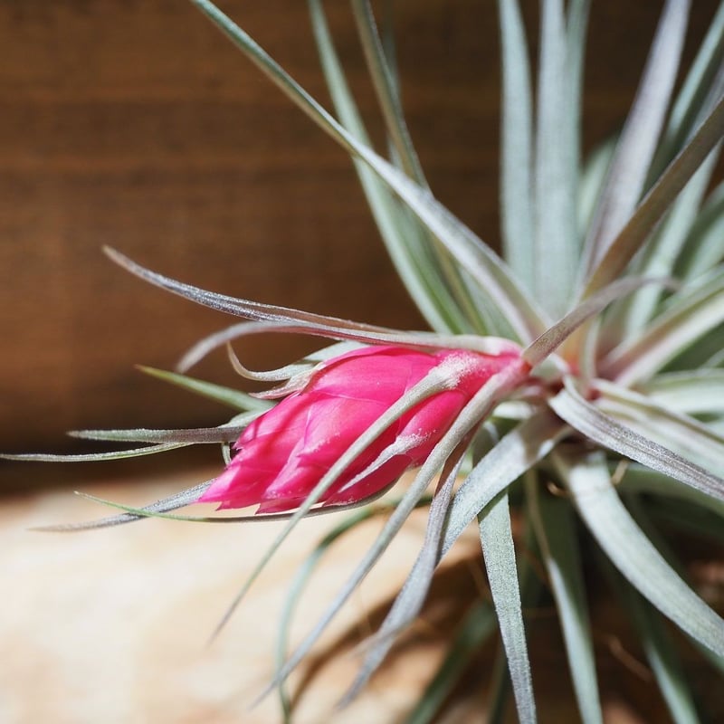 チランジア ／ アエラントス パープルレザー (T.aeranthos 'Purple Lea