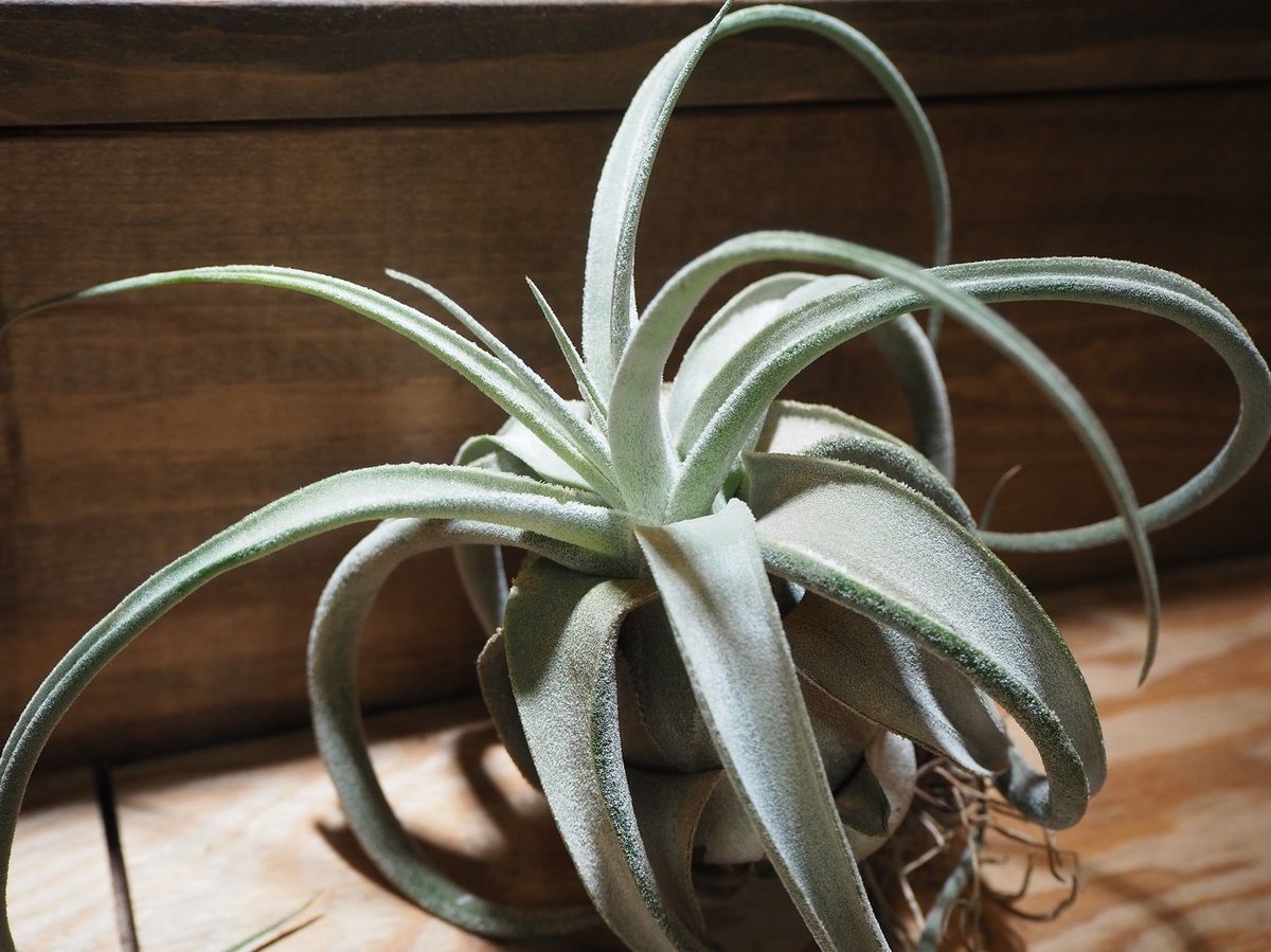 チランジア ルシール チランジア ／ ルシール XLサイズ (T.'Lucille') ＊A01/Apr06 | 常