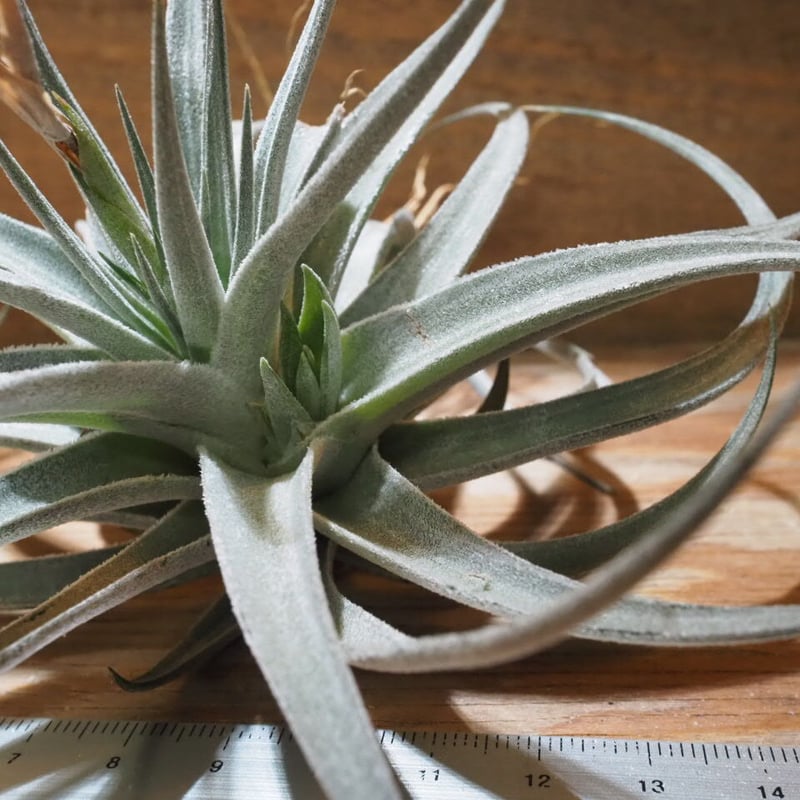 チランジア ／ ディディスティカ (T.didisticha) ☆AB01/Feb05 | 常