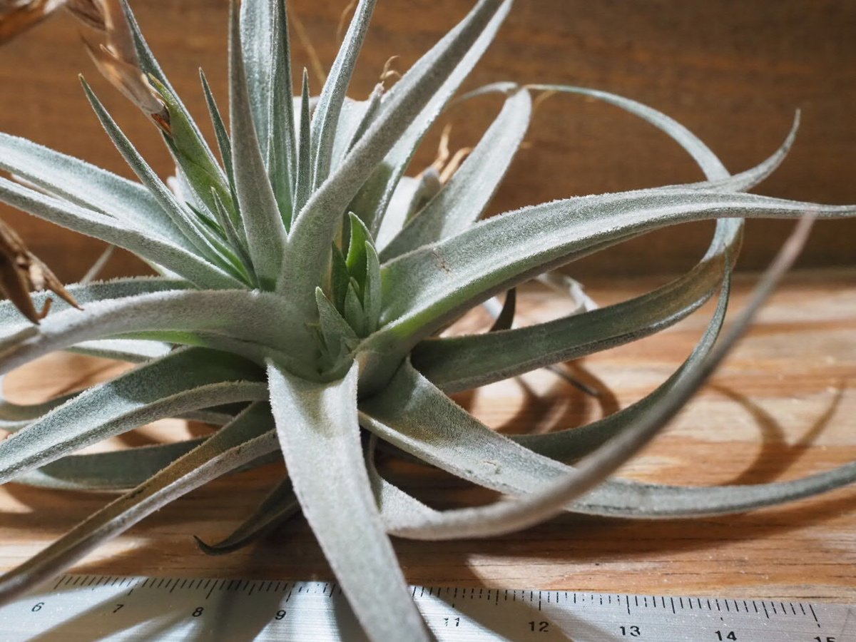 チランジア ／ ディディスティカ (T.didisticha) ☆AB01/Feb05 | 常