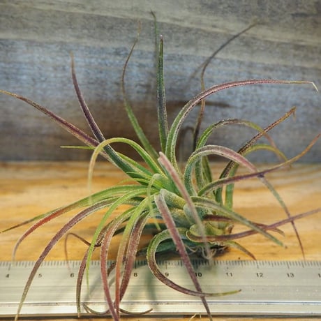 チランジア ／ プルイノーサ × ベルティナ　(T.pruinosa × T.velutina)　＊A02/Oct24