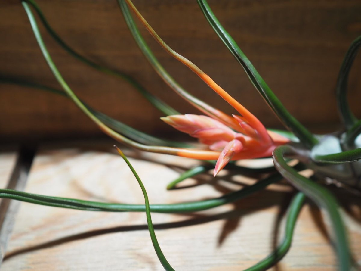 チランジア ／ ブルボーサ ベリーズ XL 花芽付き (T.bulbosa 'Belize')