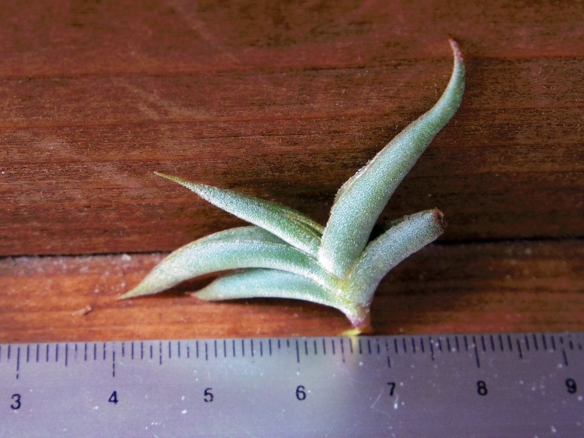 チランジア ／ テネブラ (T.tenebra) | 常葉植物園 Tokiwa Botanic