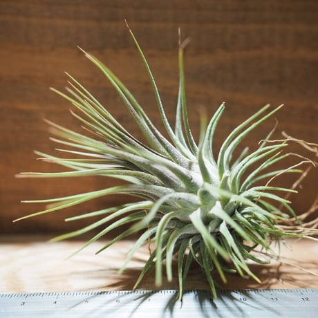 チランジア ／ イオナンタ ロシータ XL　(T.ionantha ’Rosita’)　＊A01/ Mar20