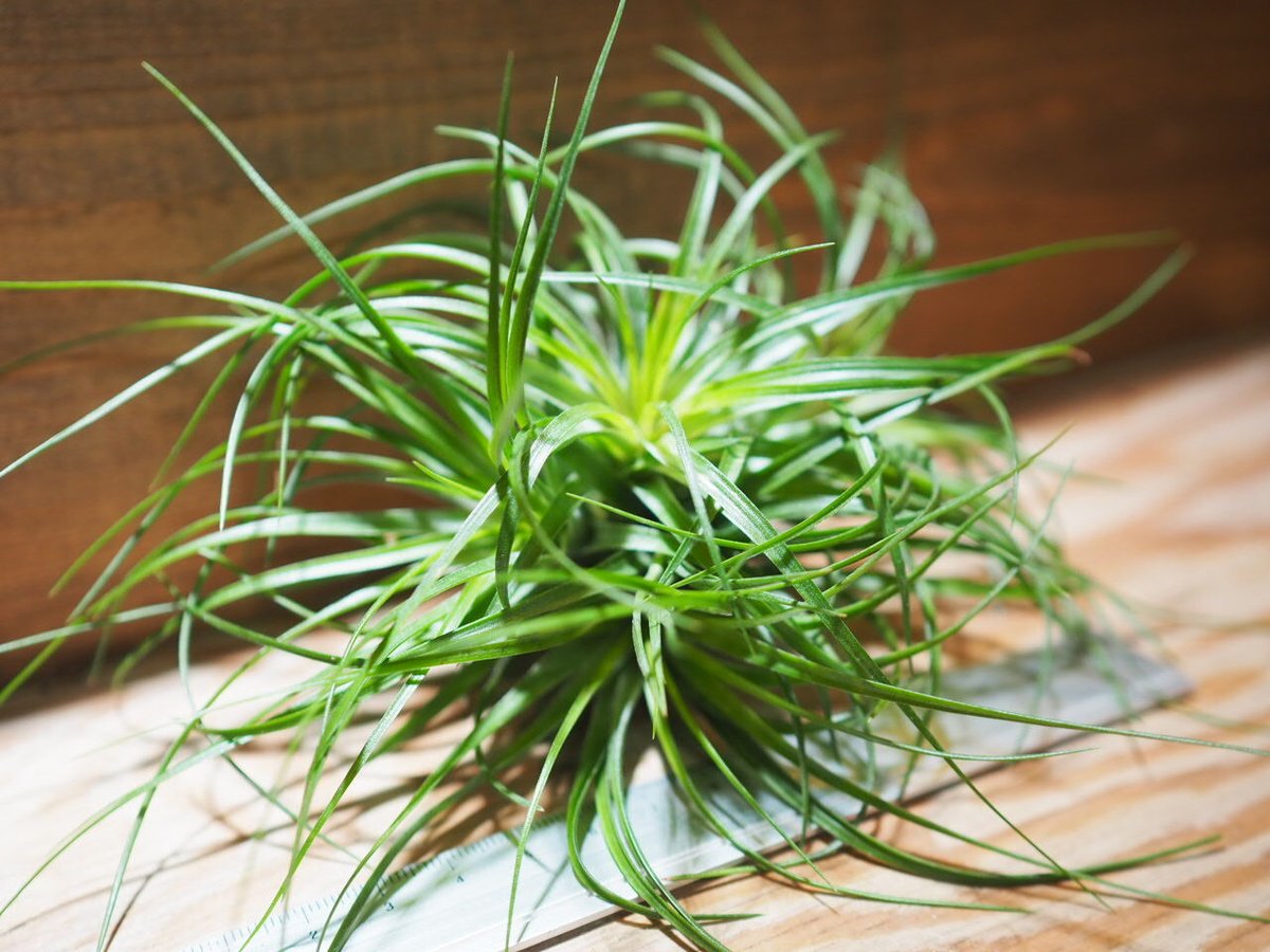 チランジア ／ ストリクタ グリーン CL (T.stricta 'Green') ＊A01/