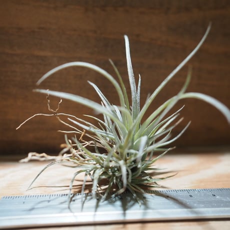 CATEGORY エアプランツ（チランジア）U～Z | 常葉植物園 Tokiwa