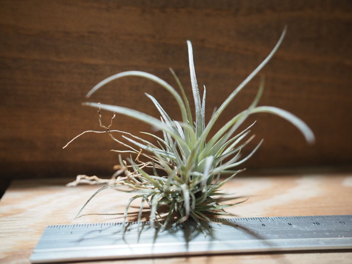 チランジア ／ ウトリクラータ プリングレイ M (T. utriculata ssp. pr