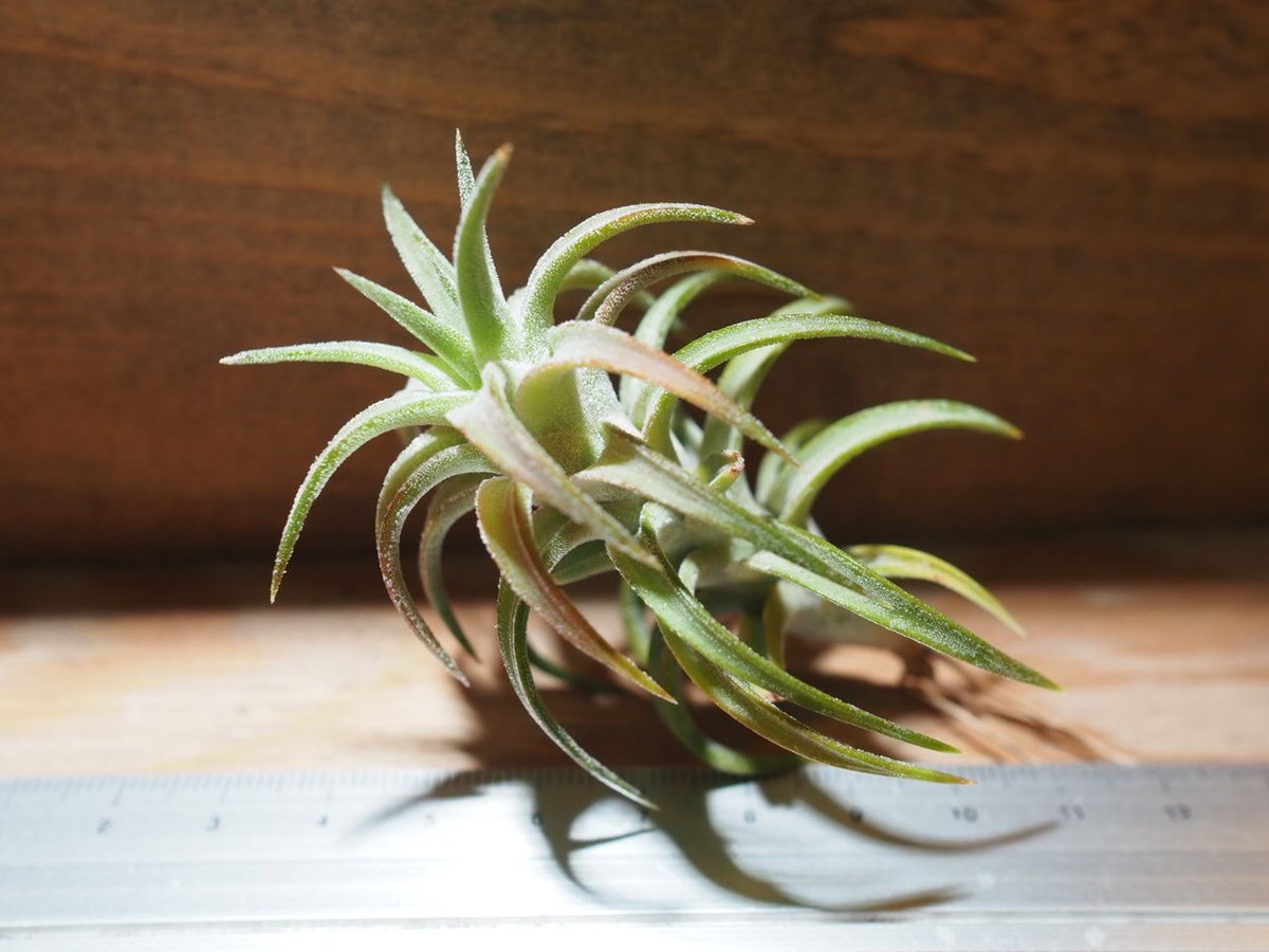 ティランジア　イオナンタバンハイニンギーミノール チランジア ／ イオナンタ ヴァンハイニンギー (T.ionantha var. vanhyn