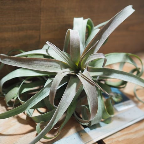 チランジア ／ カピタータ オレンジ × ストレプトフィラ　(T.capitata 'Orange' × T.streptophylla)　＊A01/Oct02