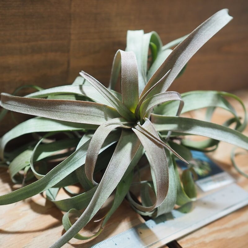 【現品・即購入OK】チランジア・カピタータ　クランプ　群生　特大　全幅約45cm itanse_air00015