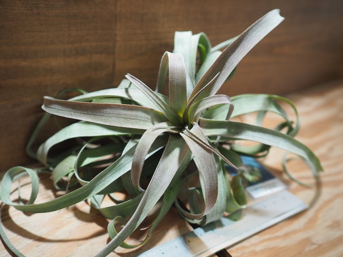 現品・即購入OK】チランジア・カピタータ クランプ 群生 特大 全幅約45cm