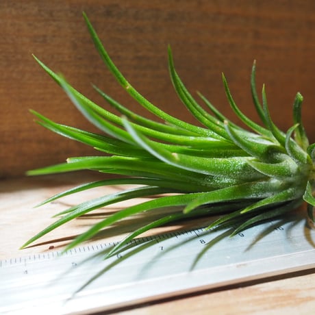 チランジア ／ イオナンタ フェーゴ レッドジャイアント　(T.ionantha 'Fuego Red Giant')　＊A01/Jul11