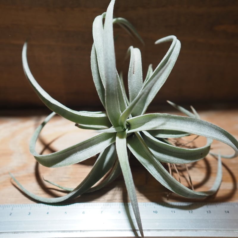 チランジア カルソニアエ × チアペンシス チランジア・チアペンシス Tillandsia chiapensis 育て方 図鑑