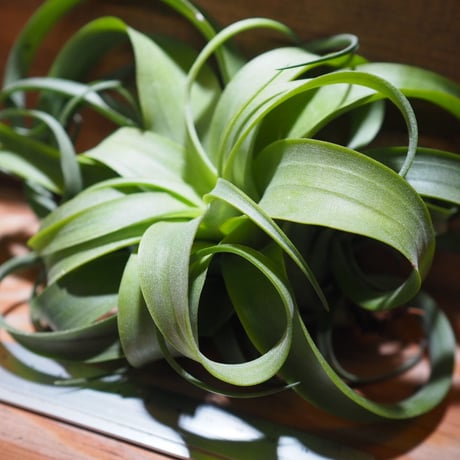 チランジア ／ ストレプトフィラ × キセログラフィカ　(T.streptophylla × T.xerographica)　＊A01/Mar20-01