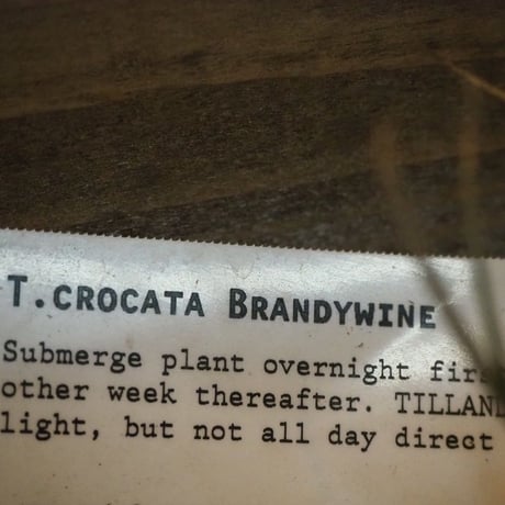 チランジア ／ クロカータ ブランディワイン　(T.crocata 'Brandywine')　＊A01/Dec18