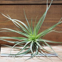 チランジア ／ ストリクタ ギガンティクス　(T.stricta 'Giganticus')　＊A01/Aug27