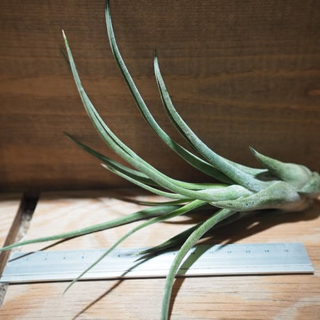 チランジア ／ シッティング プリティ　(T.'Sitting pretty') ★タイ農場　＊A01/Apr25