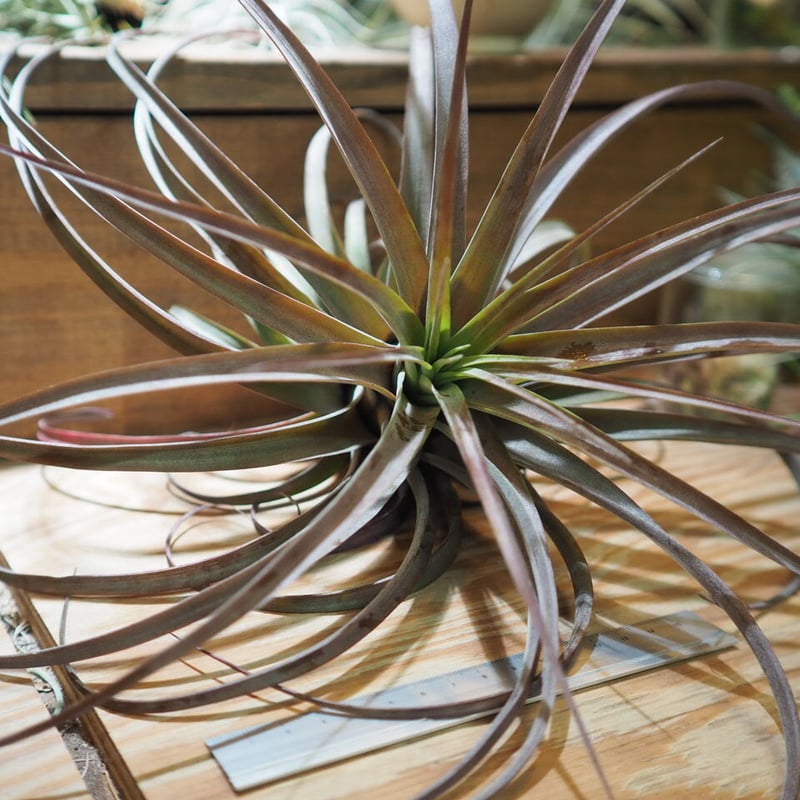 チランジア ／ ラブノット XL (T.'Love Knot') ＊A01/Apr04-02