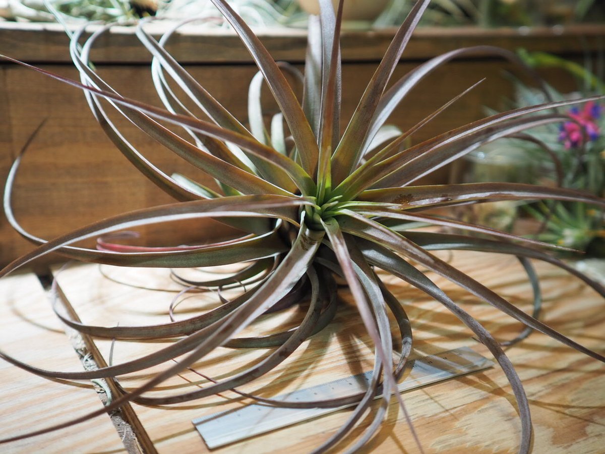 チランジア ／ ラブノット XL (T.'Love Knot') ＊A01/Apr04-02