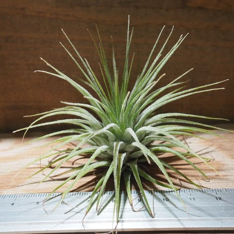 チランジア ／ イオナンタ グァテマラ L　(T.ionantha 'Guatemala')　★EF01/Feb05