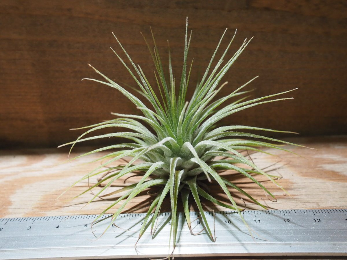チランジア ／ イオナンタ グァテマラ L (T.ionantha 'Guatemala')