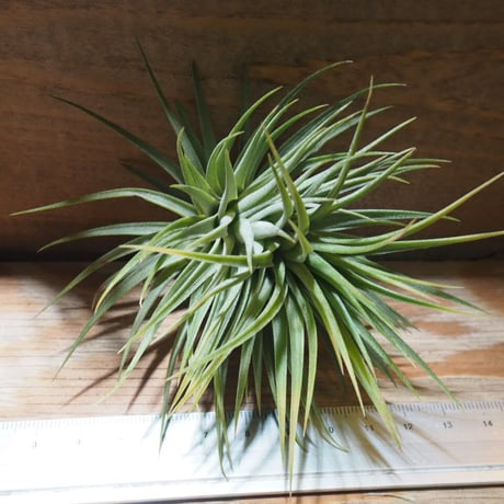チランジア ／ イオナンタ ファットボーイ　(T.ionantha 'Fat Boy')　★EF01/Feb05