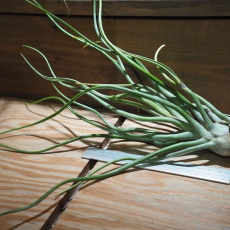 チランジア ／ ストレプトフィラ  × (ブルボーサ × ストレプトフィラ)　(T.streptophylla × (T.bulbosa x T.streptophylla))　＊A01/Feb27