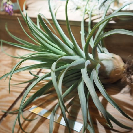 チランジア ／ ストレプトフィラ XXL　(T.streptophylla)  ★タイ農場　＊A01/Jun03