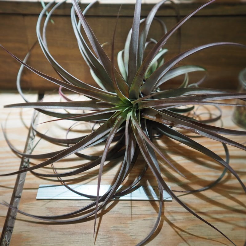 チランジア ／ ラブノット XL (T.'Love Knot') ＊A01/Apr04-02