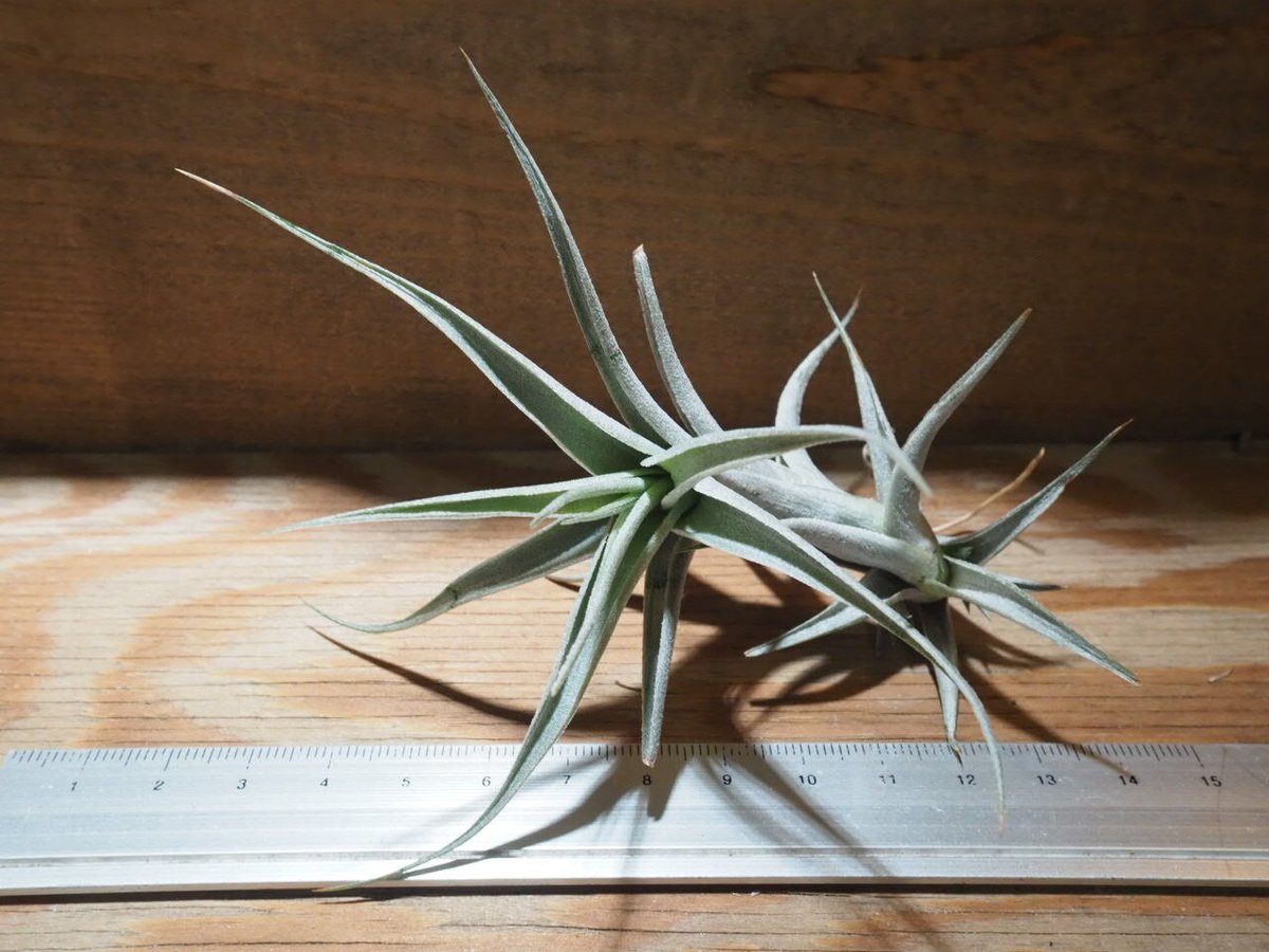 チランジア アルビダ Tillandsia ティランジア 90f773860fe32ca244bddb8f3cfbf4