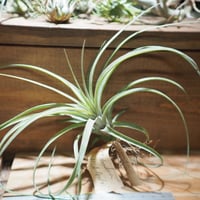 □チランジア書籍／Genus Tillandsia P28 | 常葉植物園 Tokiwa Bo