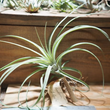 ティランジア・トメキー CATEGORY 学名・名称：H | 常葉植物園 Tokiwa Botanical-Garde