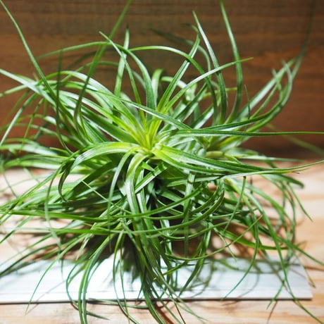 チランジア ／ ストリクタ グリーン CL　(T.stricta 'Green')　＊A01/Jun22