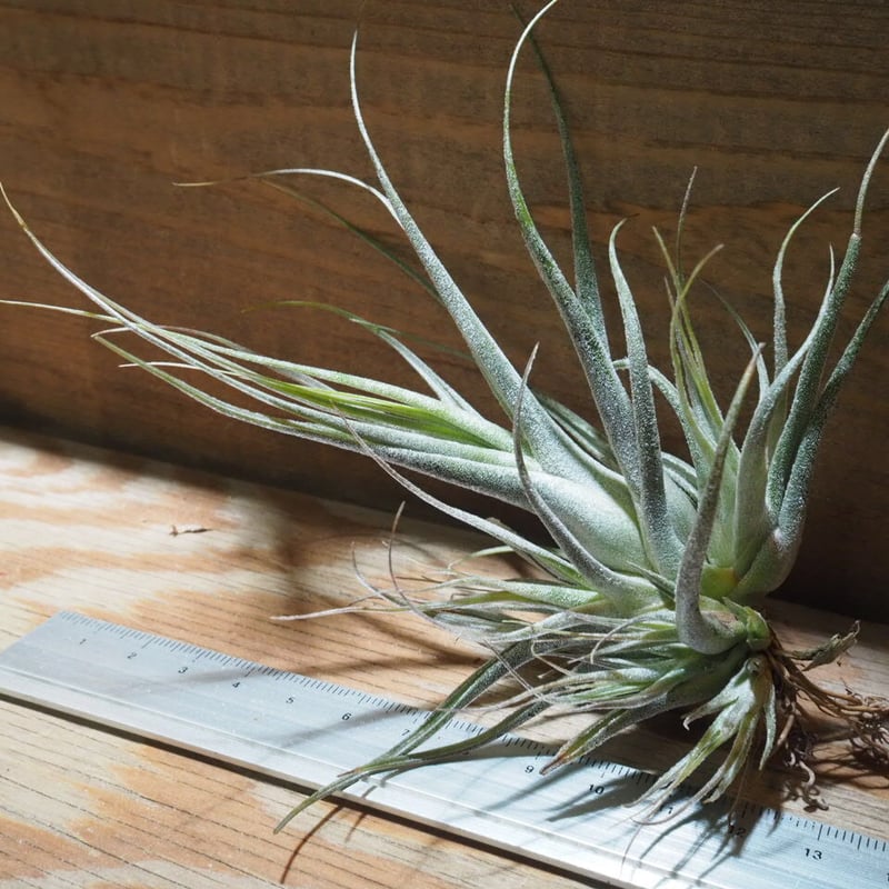 チランジア ／ エーレルシアナ L (T.ehlersiana) ☆CD01/Feb05 |