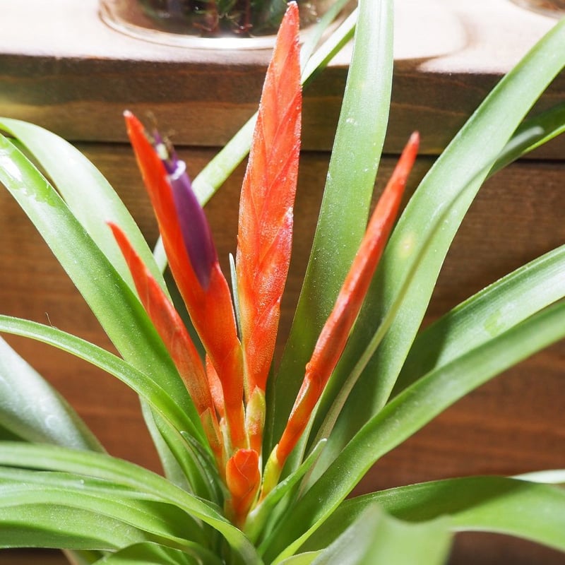 チランジア ファシクラータ, Red-Multi Bract 【公式通販】