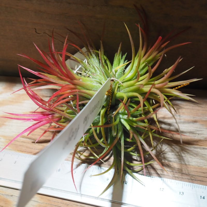 チランジア ／ イオナンタ フェーゴ CL (T.ionantha 'Fuego') ☆EF0