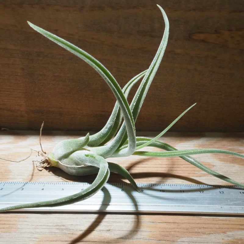 チランジア ／ カプトメデューサ パープル S (T.caput-medusae 'Purpl