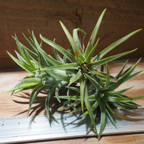 CATEGORY 学名・名称:I | 常葉植物園 Tokiwa Botanical-Garde CATEGORY 学名・名称:I | 常葉植物園 Tokiwa Botanical-Garde