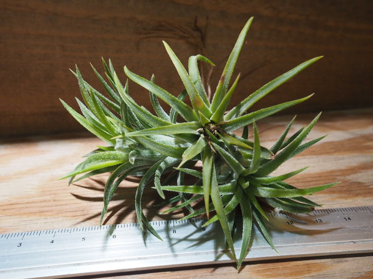 チランジア ／ イオナンタ アルビノ CL (T.ionantha 'Albino') ☆CD